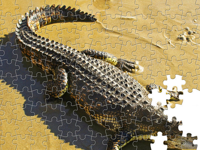 Crocodile